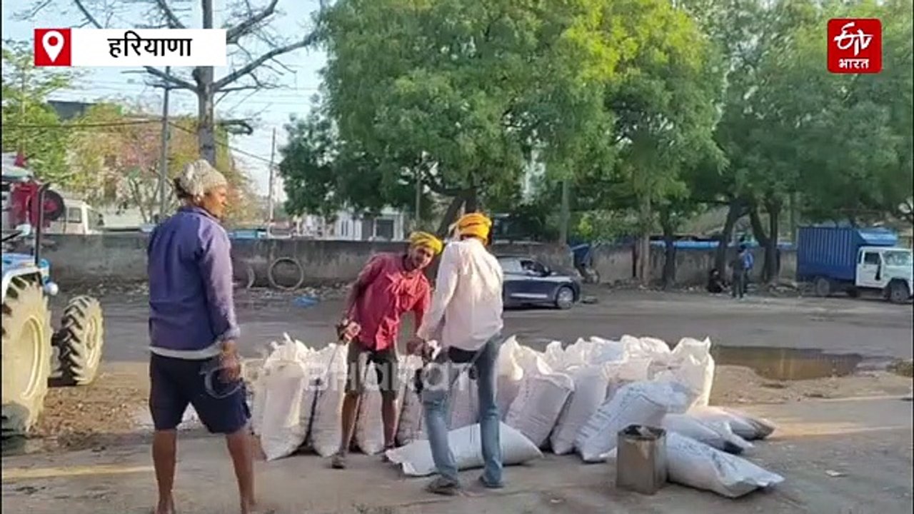 फरीदाबाद में बारिश के कारण मंडियों से गेहूं की...