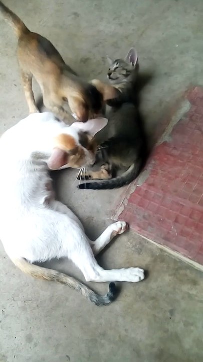 Friendly Fight Between Two Kittens