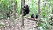 La primera ‘guerra civil’ entre chimpancés