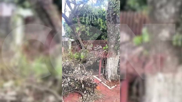 Morador reclama de galhos deixados na calçada após poda realizada pela Copel