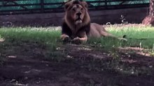 The Majestic Asiatic Lion of Gir Forest 🦁🇮🇳