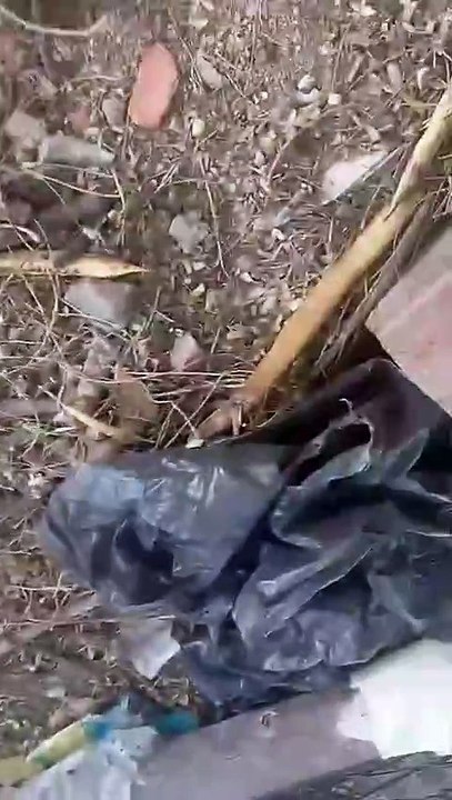 Animais aparecem mortos e dilacerados; moradores acusam ‘chupa-cabra’
