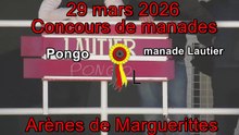 2026 03 29 Pongo