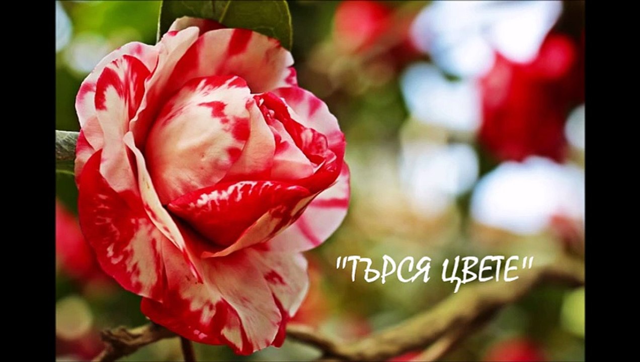 tursia cvete