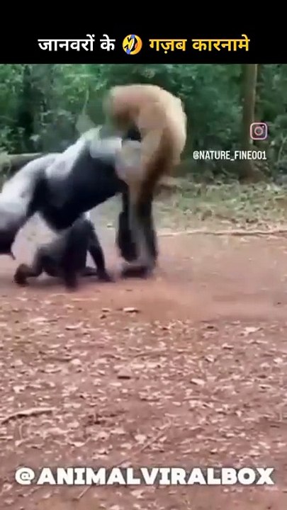 janwaronke-gajab-karname-167-funny-video