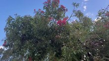 Rainbow Lorikeet with flowering gum tree 01