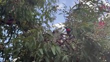 Rainbow Lorikeet with flowering gum tree 02