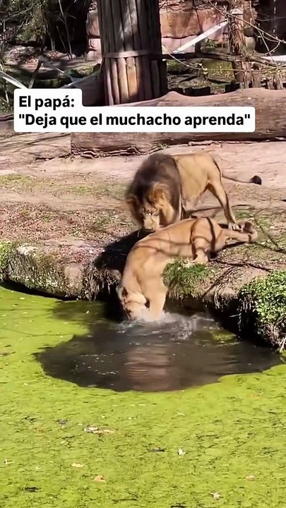 انقاذ شبل وقع في الماء.