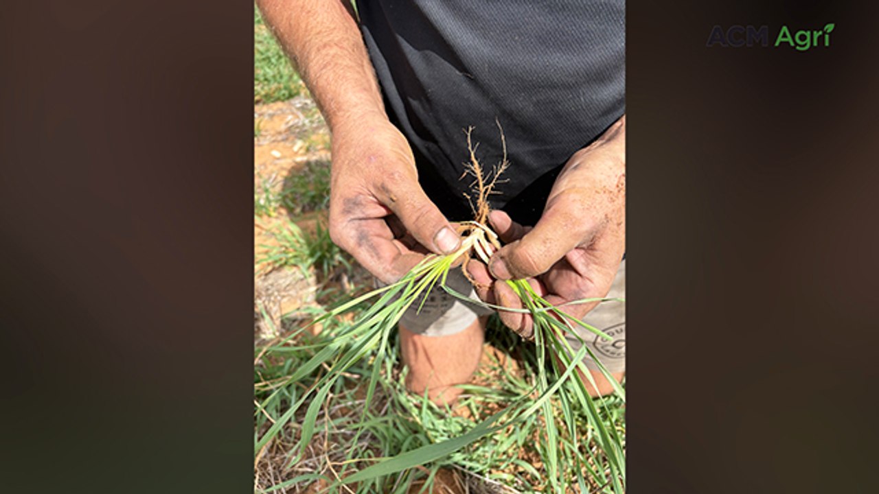 Winter wheat variety Mohawk grown at Copeville