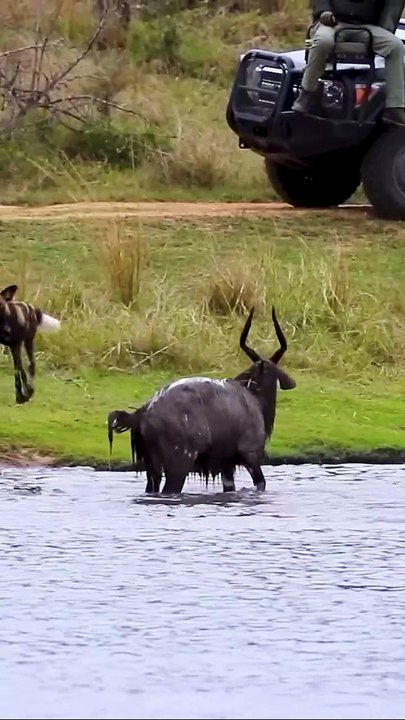 Brave Prey Fight Powerful Predators Wild