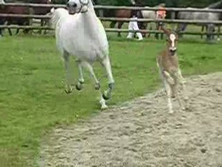 Ushuaia et Iroise en mode arabe