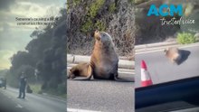 Seal on the loose brings Mornington Peninsula traffic to a standstill