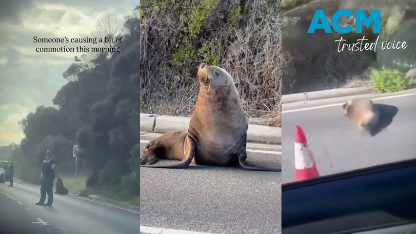 A wandering seal has brought traffic to a halt on the Mornington Peninsula, with police stepping in to manage the unusual roadblock! This video includes ACM-produced voiceover powered by AI.
