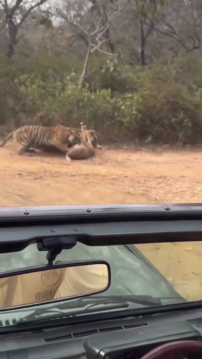 Intense Tiger Hunt at Ranthambore Zone-3: Ruined by Noisy Safari Guides?
