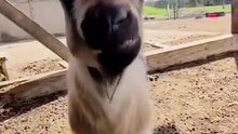 This goat😅😄