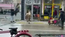 Sahibinin elinden kaçan inek bakın nereye girmeye çalıştı