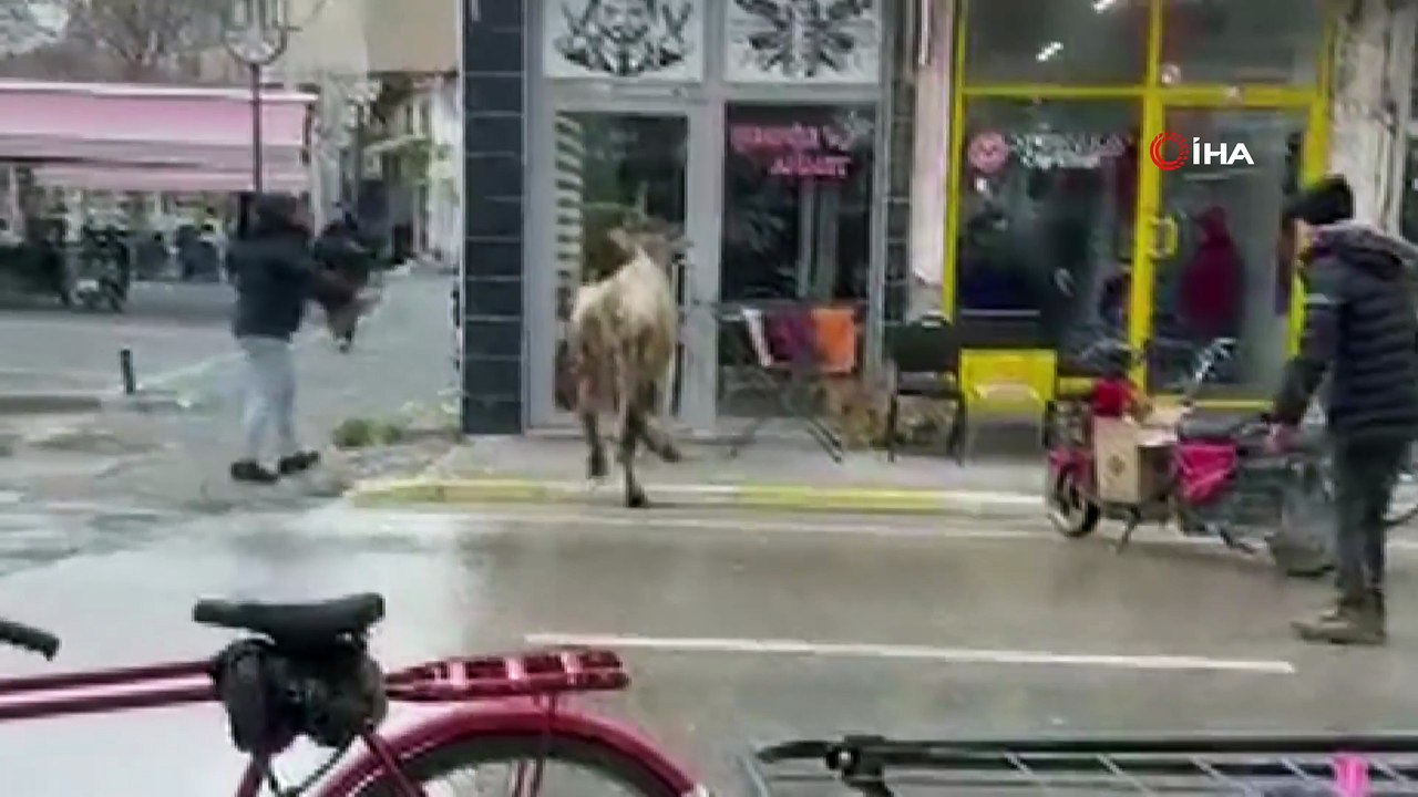 Sahibinin elinden kaçan inek bakın nereye girmeye çalıştı