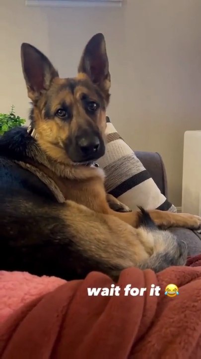 German shepherd funny shorts video funny compil...