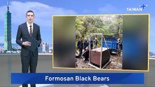 Rescued Formosan Black Bears Released Into Wild