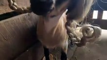 Goat😅😄