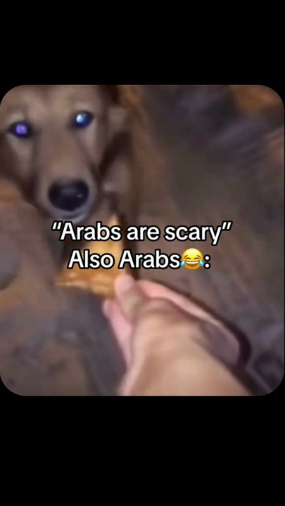 Memes Arabs 😂dog