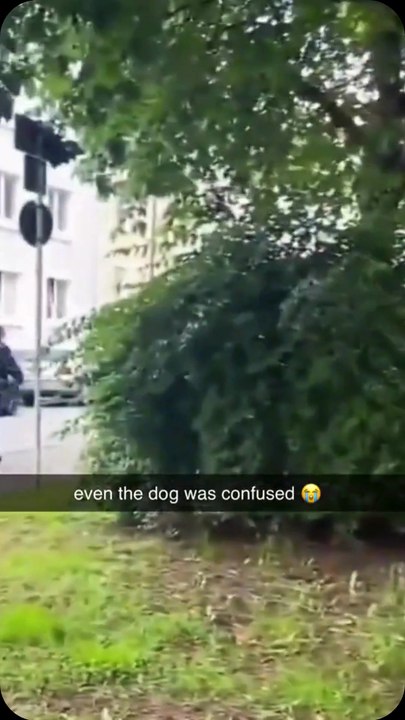 "even the dog was confused 😂" ؟
