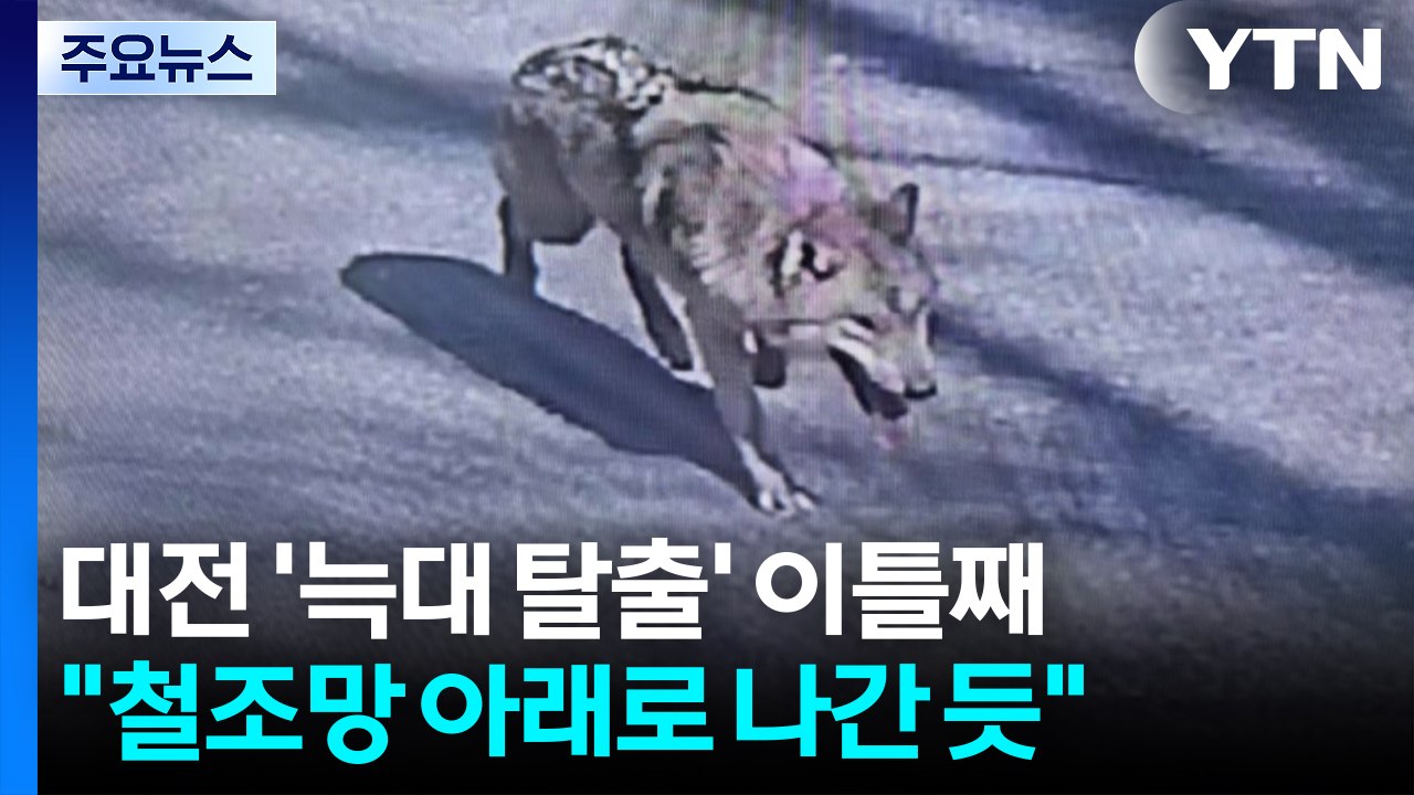 대전 동물원 늑대 탈출 이틀째 수색...초등학교 휴업 / YTN