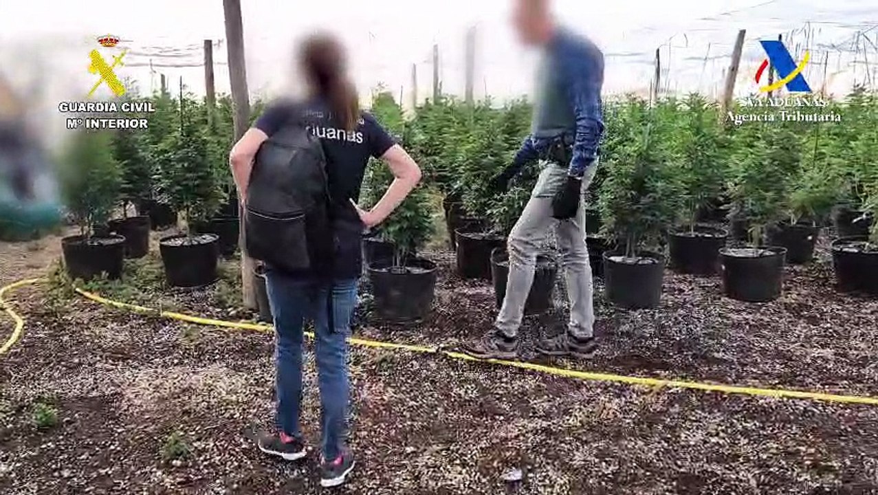 La Guardia Civil desmantela una fábrica de droga en Tenerife: polen, rosin, sirope de cannabis y 700 plantas