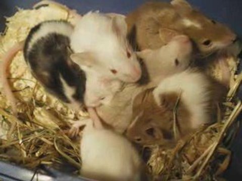 Mes 8 petites souris d'amour