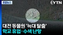 대전 동물원 '늑대 탈출'...학교 휴업·수색 난항 / YTN