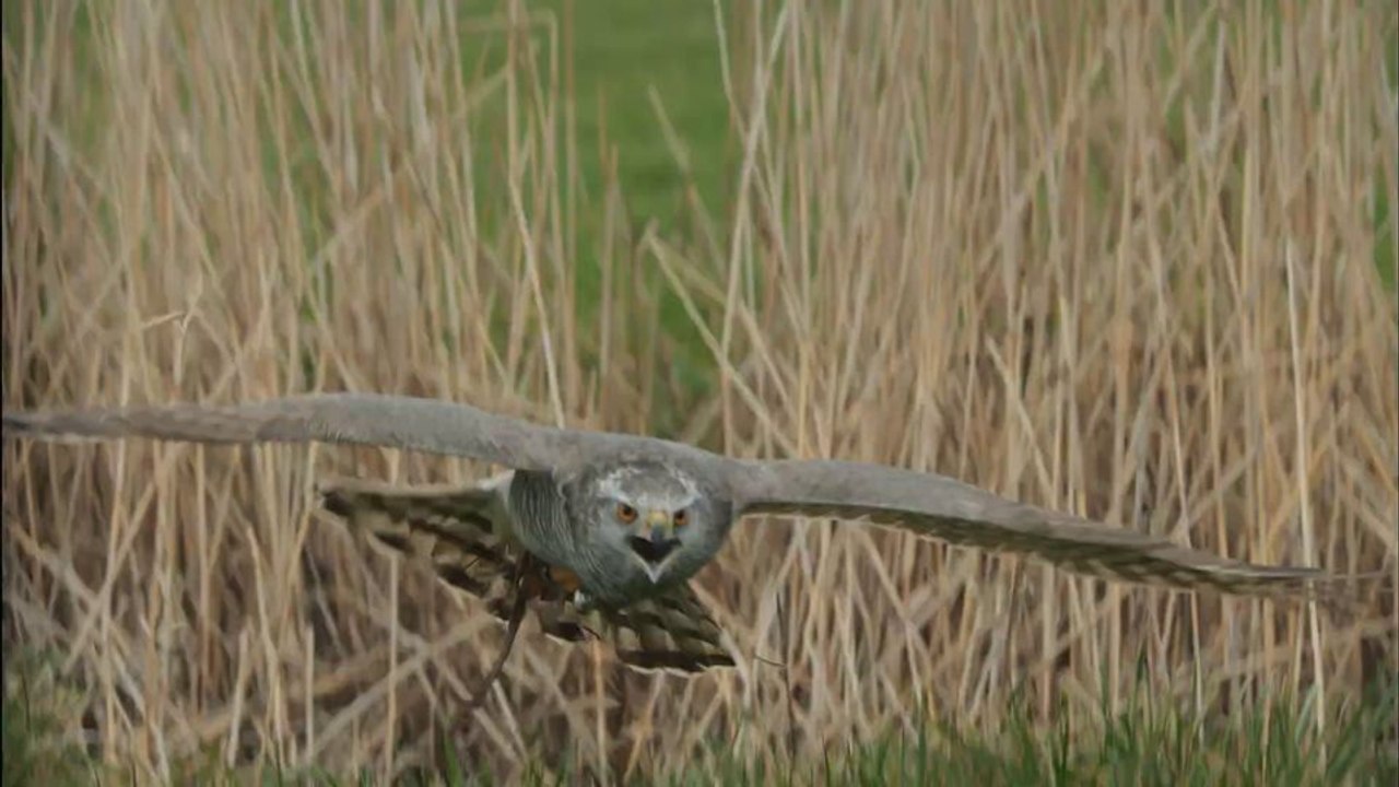 H wie Habicht Trailer OmdU