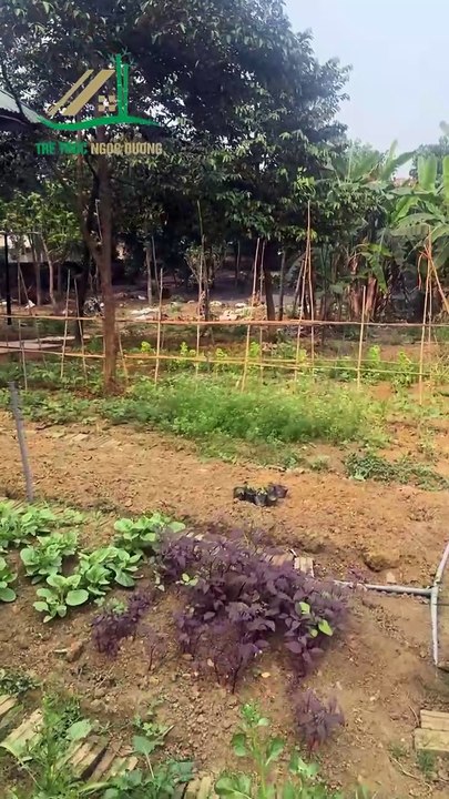 Thi Công Chòi tre giữa hồ – không gian nghỉ dưỡng yên bình giữa thiên nhiên - Tre Trúc Ngọc Dương