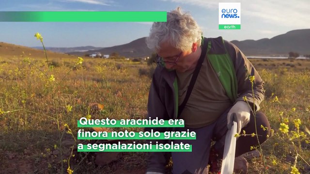 Spagna: scoperta una nuova specie di ragno, è grande solo 3 millimetri