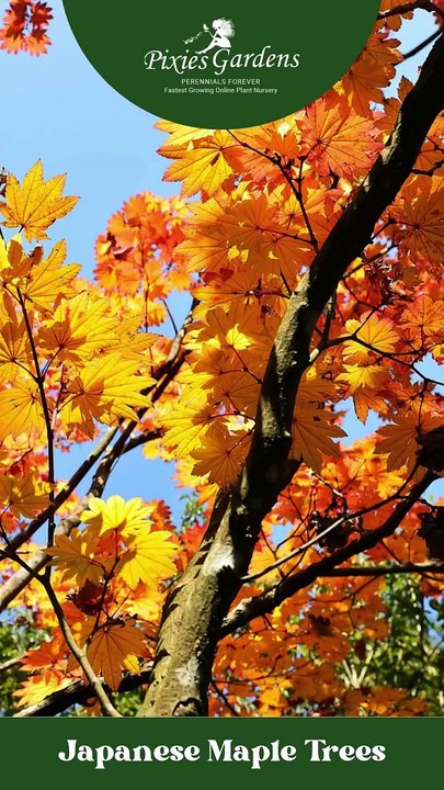 Japanese Maple Trees Colorful Beauty for Every Season