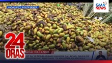 Aabot sa 10-toneladang mangga sa Laoag, nabulok at itinapon na lang dahil ‘di maibenta pa-Maynila | 24 Oras
