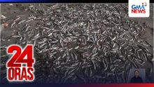 Mga isdang Tamban, nagkamatayan na lang sa pampang dahil sobra-sobra ang huli ng mga mangingisda | 24 Oras