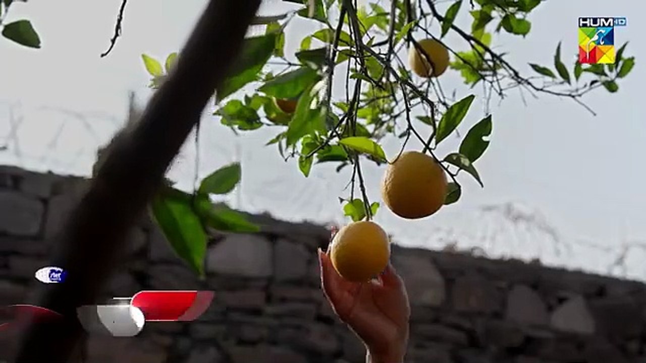 JamaTaqseem-LastEpisode30-[CC]18Dec25-DiamondPaints&NisaNaturalsShampoo-HUMTV_1775536069366