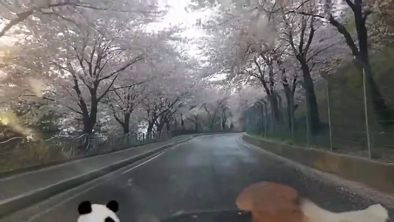 벗꽃 길