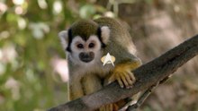 Star Trek and Squirrel Monkeys: Surprising Similarities Explored