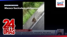 Birthday celebrant, hinabol ng mga unggoy matapos pakainin ang mga ito | 24 Oras