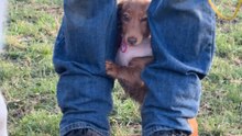 Puppy Picks a Stranger’s Legs as Her Safe Spot