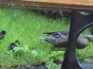 Un petite famille de canards