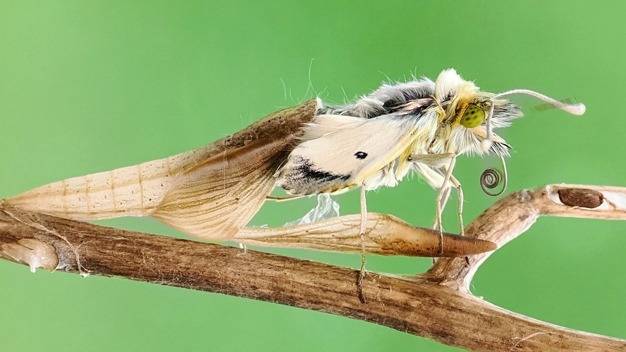 Rare Images Capture the First Butterflies of Spring Taking Flight From Their Chrysalises.