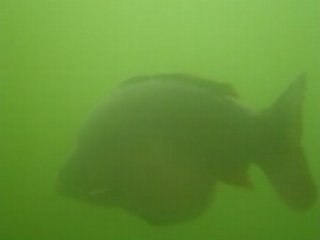 Carpe à la Carrière de Becon