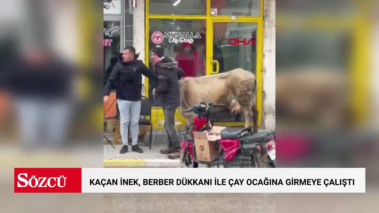 Kaçan inek, berber dükkanı ile çay ocağına girmeye çalıştı