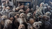 Over two hundred dogs rescued from single home in welfare case