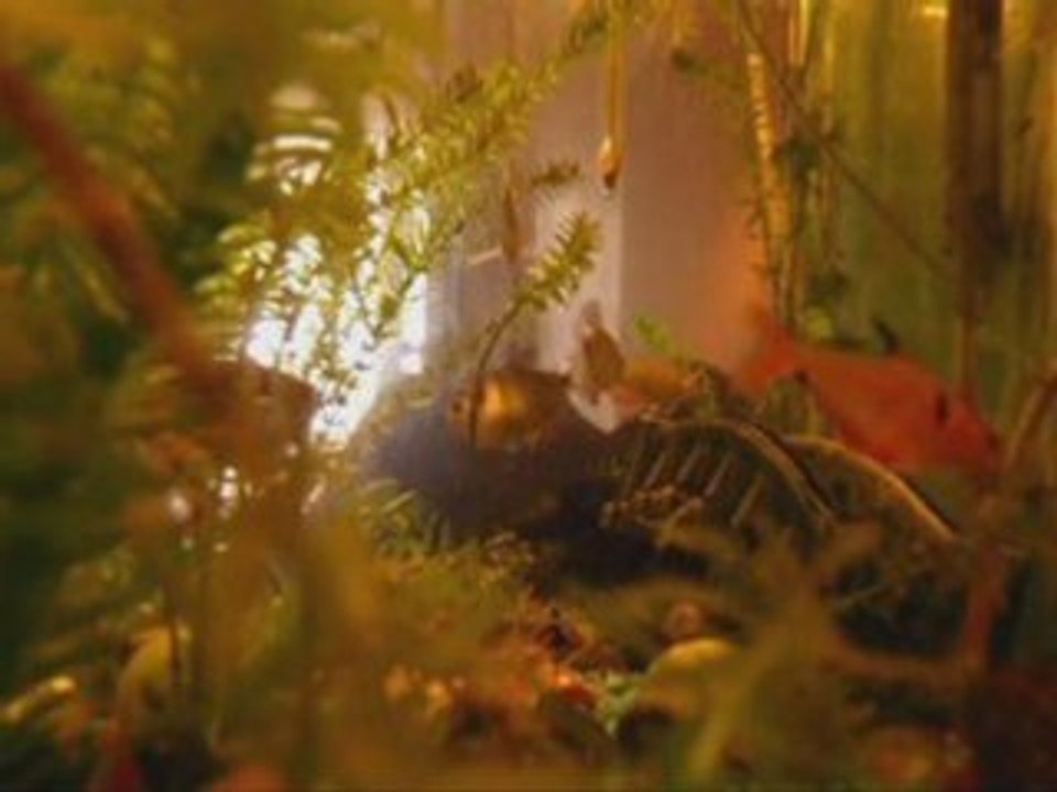 Joseph aquarium