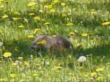 Marmotte pissenlits