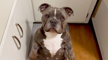 Senior Bulldog Turns Out To Be A Wild, High-Energy Pup