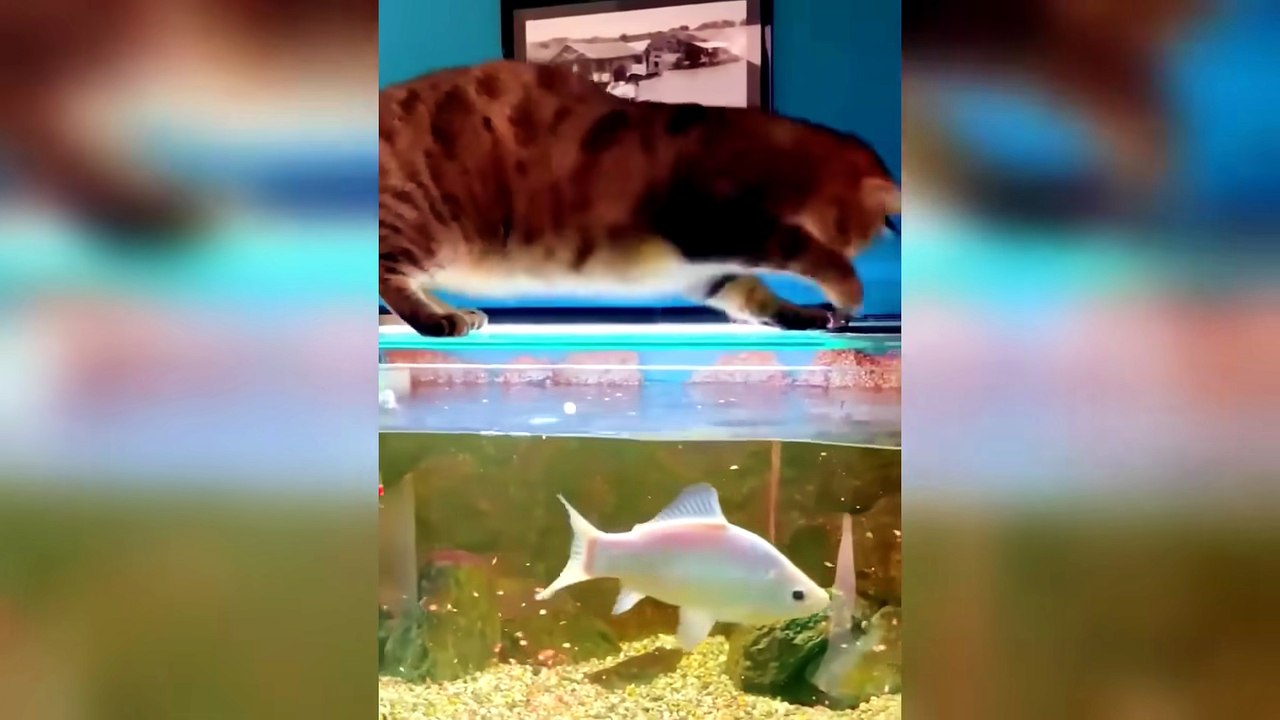 Funny ANIMALS videos 😂 | Funniest Cats and Dogs 2026 🐶😼